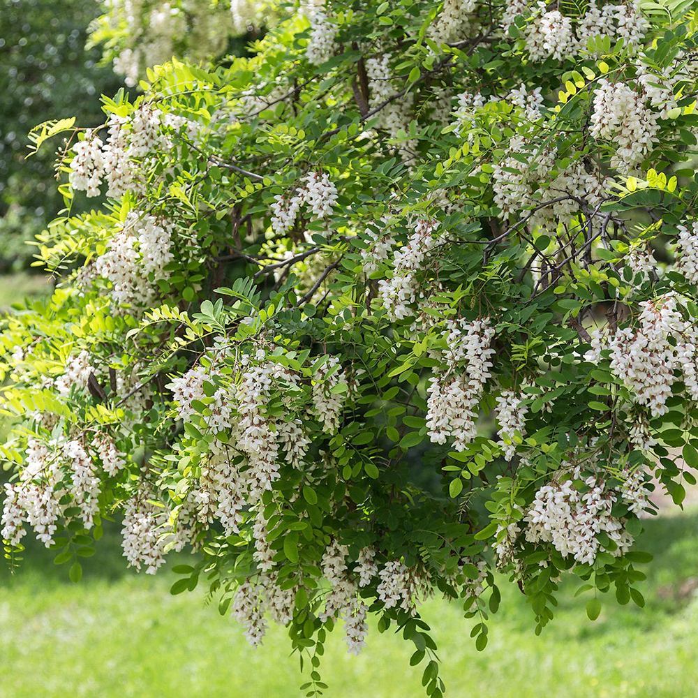 Arborele Amur Maackia Amurensis