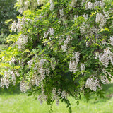 Arborele Amur Maackia Amurensis
