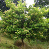 Arborele Amur Maackia Amurensis
