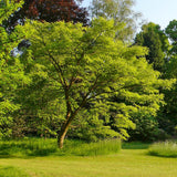Arborele Amur Maackia Amurensis