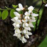 Arborele Amur Maackia Amurensis