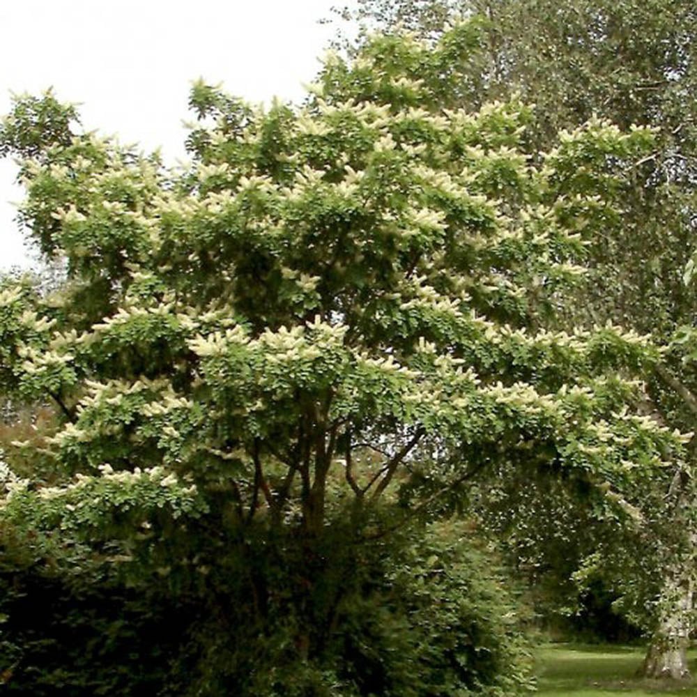 Arborele Amur Maackia Amurensis