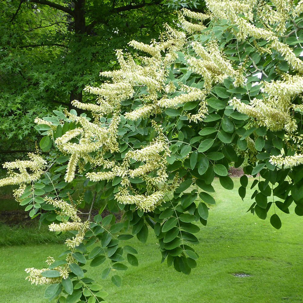 Arborele Amur Maackia Amurensis