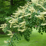 Arborele Amur Maackia Amurensis