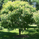 Arborele Amur Maackia Amurensis