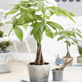 Arborele Banilor (Pachira Aquatica), cu tulpina Impletita, planta de interior norocoasa, purificatoare de aer - 80-95 cm