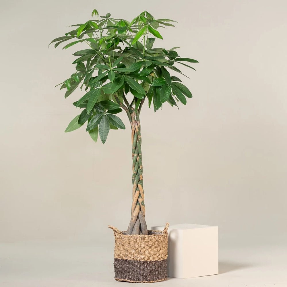 Arborele Banilor (Pachira Aquatica), Tulpina Impletita - 40 cm
