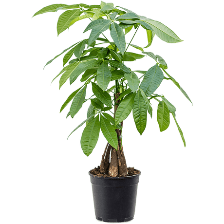 Arborele Banilor (Pachira Aquatica), Tulpina Impletita - 70 cm