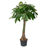 Arborele Banilor (Pachira Aquatica), Tulpina Impletita - 130 cm