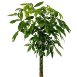 Arborele Banilor (Pachira Aquatica), Tulpina Impletita - 155 cm