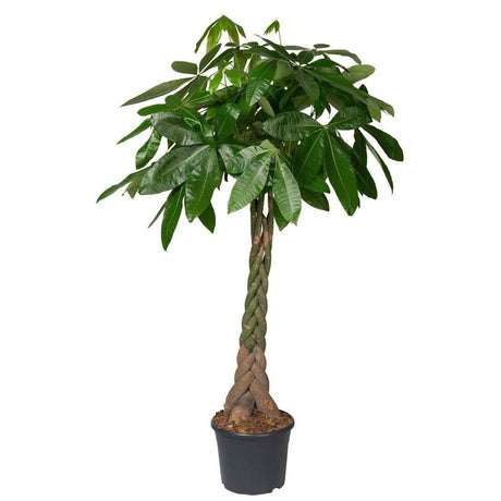 Arborele Banilor (Pachira Aquatica), Tulpina Impletita - 155 cm