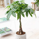 Arborele Banilor (Pachira Aquatica), Tulpina Impletita - 40-45 cm
