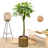 Arborele Banilor (Pachira Aquatica), Tulpina Impletita - 40-45 cm
