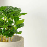 Arborele de Cafea - 45 cm