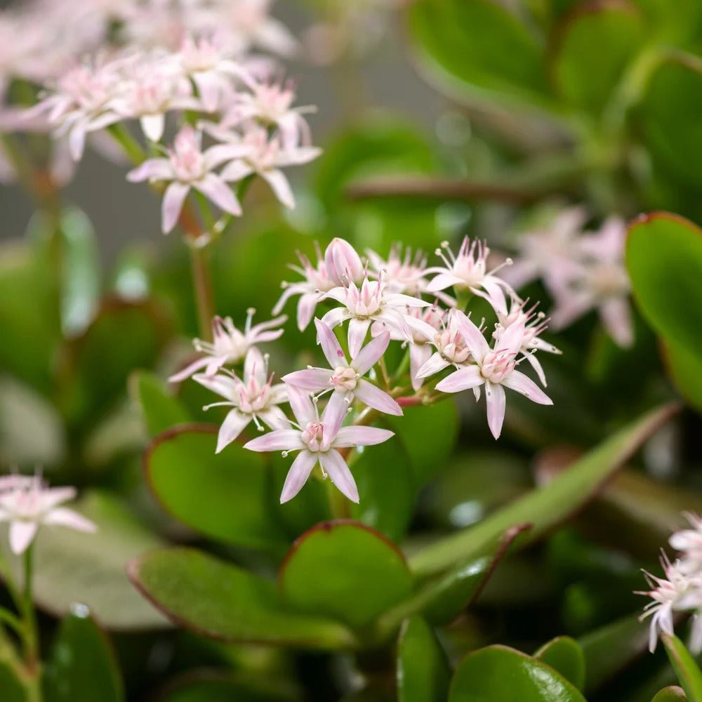 Arborele de Jad (Crassula Ovata) - 21 cm