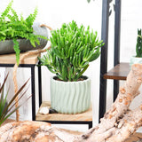 Arborele de Jad (Crassula Ovata) Hobbit - 21 cm