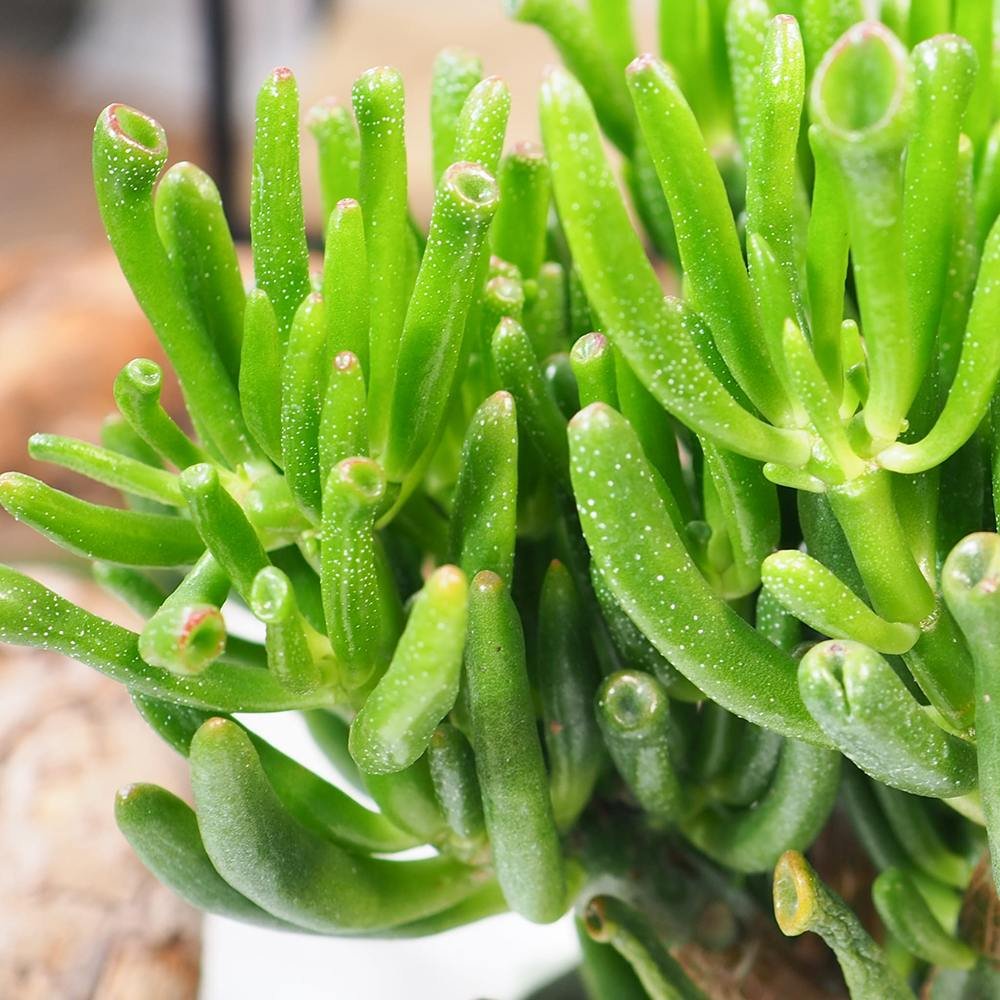 Arborele de Jad (Crassula Ovata) Hobbit - 21 cm