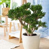 Arborele de Jad (Crassula Ovata) Hobbit - 50 cm
