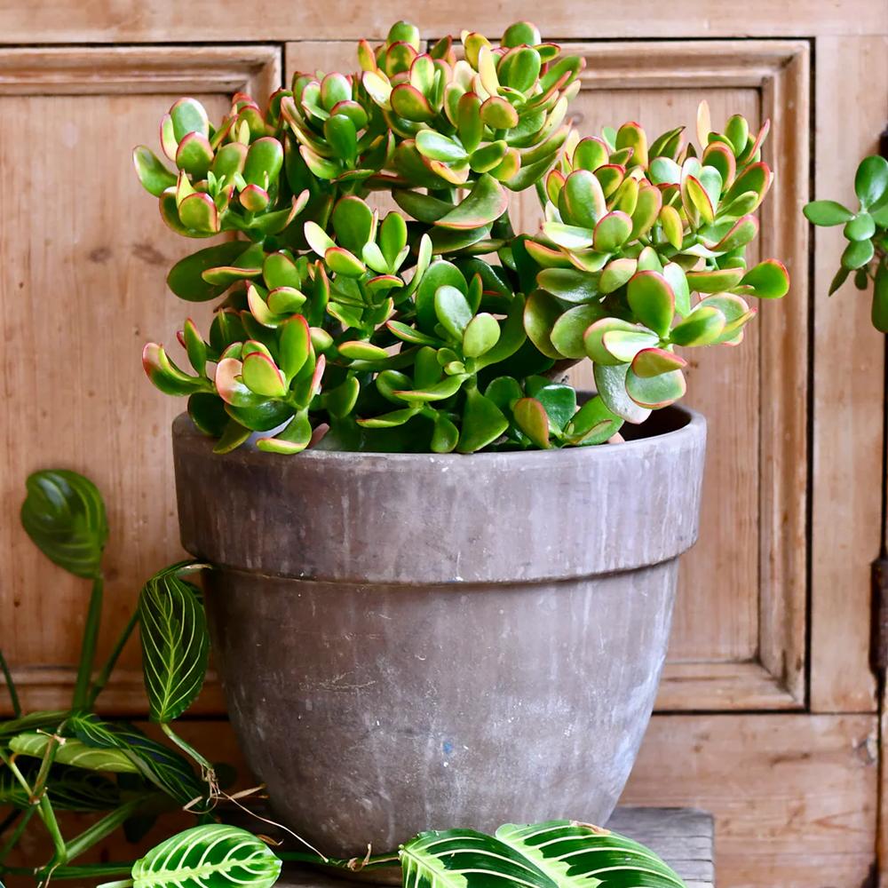 Arborele de Jad (Crassula Ovata Sunset) - 21 cm