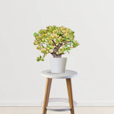 Arborele de Jad Galben XXL (Crassula Ovata Sunset) - 60 cm