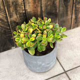 Arborele de Jad Galben XXL (Crassula Ovata Sunset) - 60 cm
