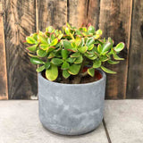 Arborele de Jad Galben XXL (Crassula Ovata Sunset) - 60 cm