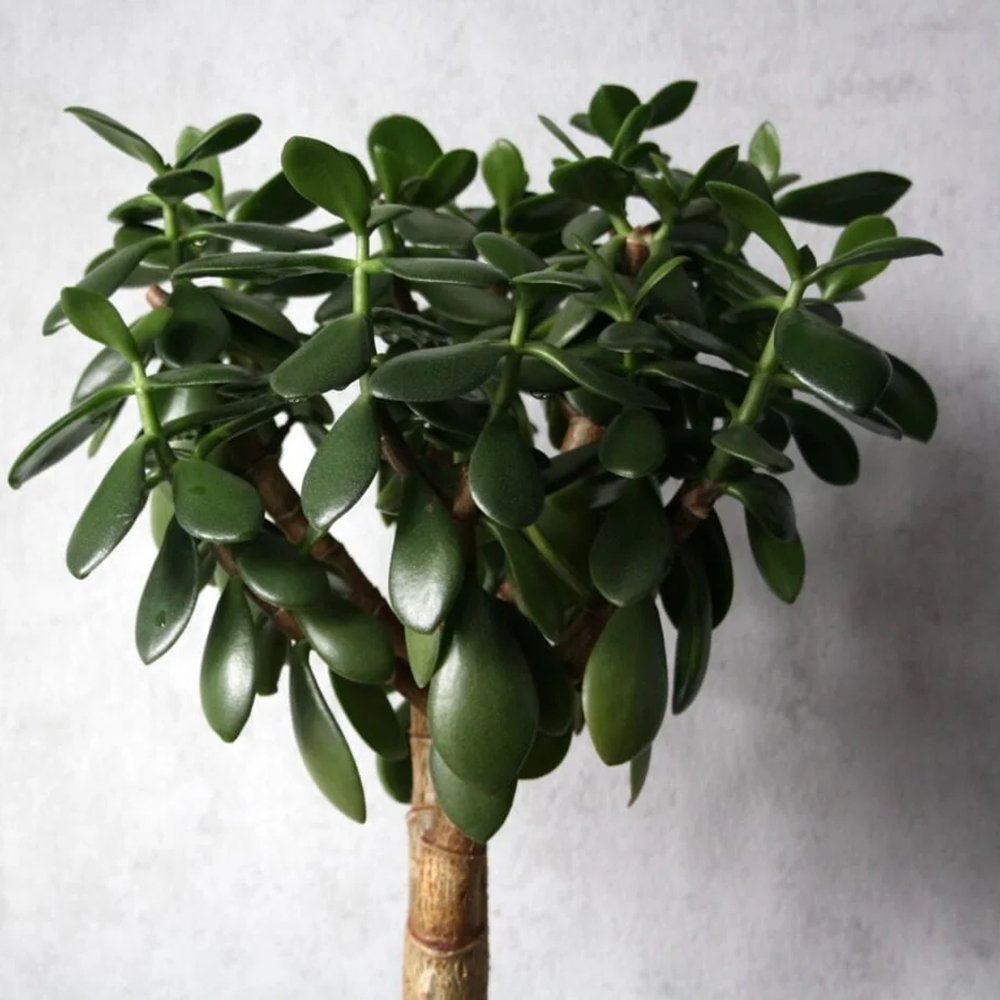 Arborele de Jad Magical Tree (Crassula Magical Tree) - 25 cm