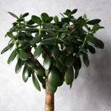 Arborele de Jad Magical Tree (Crassula Magical Tree) - 25 cm