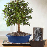 Arborele de Jad Magical Tree (Crassula Magical Tree) - 25 cm