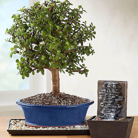 Arborele de Jad Magical Tree (Crassula Magical Tree) - 25 cm