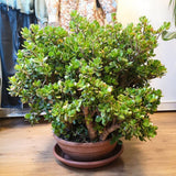 Arborele de Jad Magical Tree (Crassula Magical Tree) - 25 cm