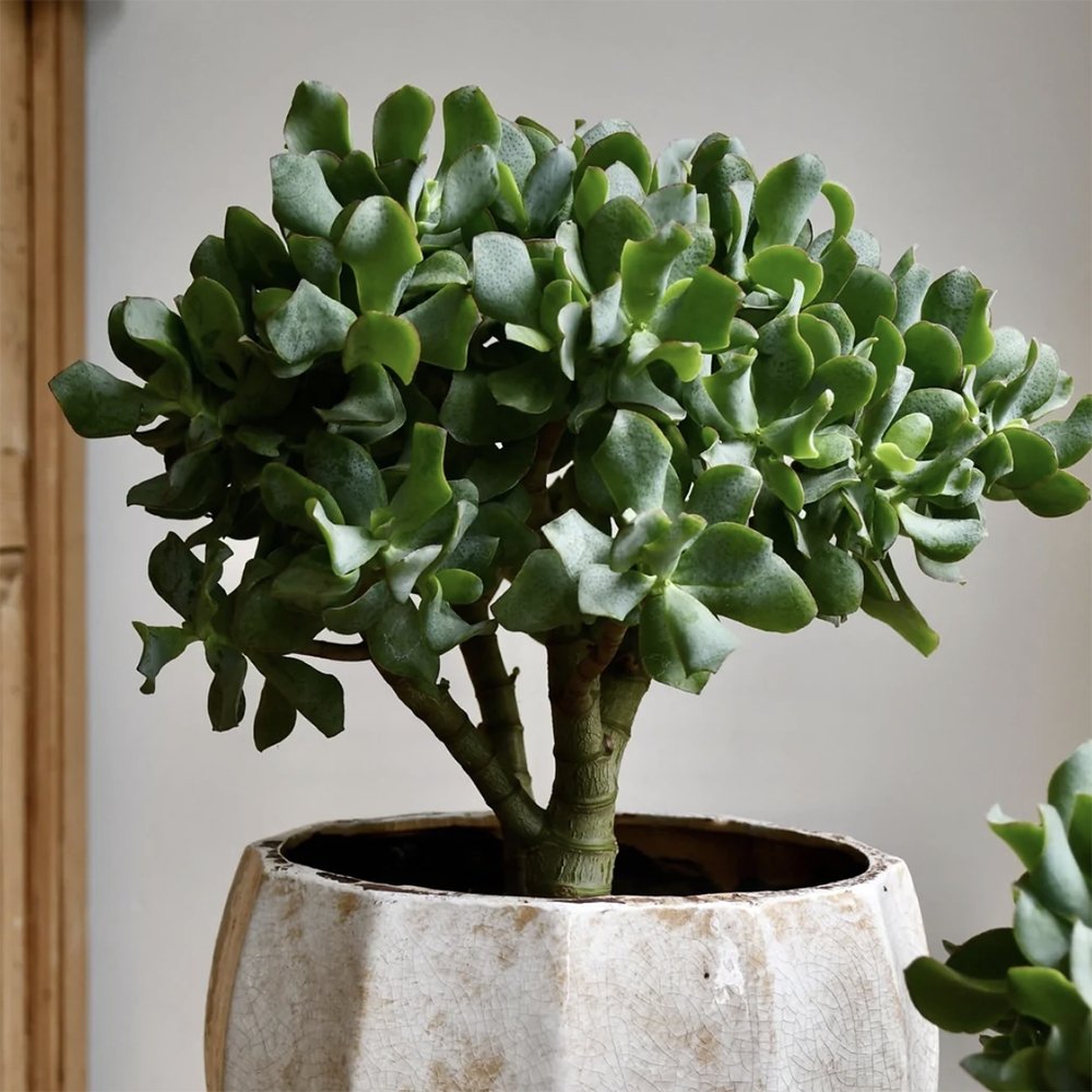 Arborele de Jad Magical Tree (Crassula Magical Tree) - 25 cm