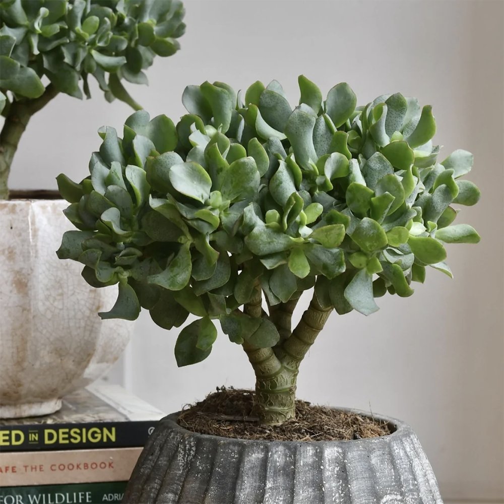 Arborele de Jad Magical Tree (Crassula Magical Tree) - 25 cm