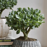 Arborele de Jad Magical Tree (Crassula Magical Tree) - 25 cm