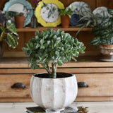 Arborele de Jad Magical Tree (Crassula Magical Tree) - 25 cm