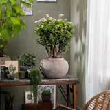 Arborele de Jad XL (Crassula Ovata) - 50-55 cm