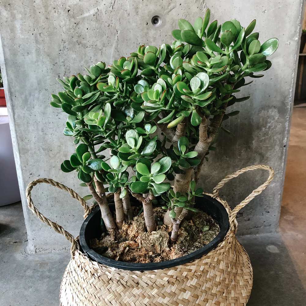 Arborele de Jad XL (Crassula Ovata) - 50-55 cm