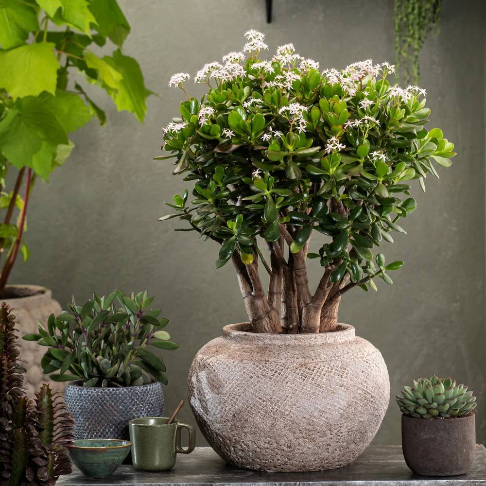 Arborele de Jad XL (Crassula Ovata) - 50-55 cm