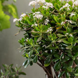 Arborele de Jad XXL (Crassula Ovata) - 70 cm