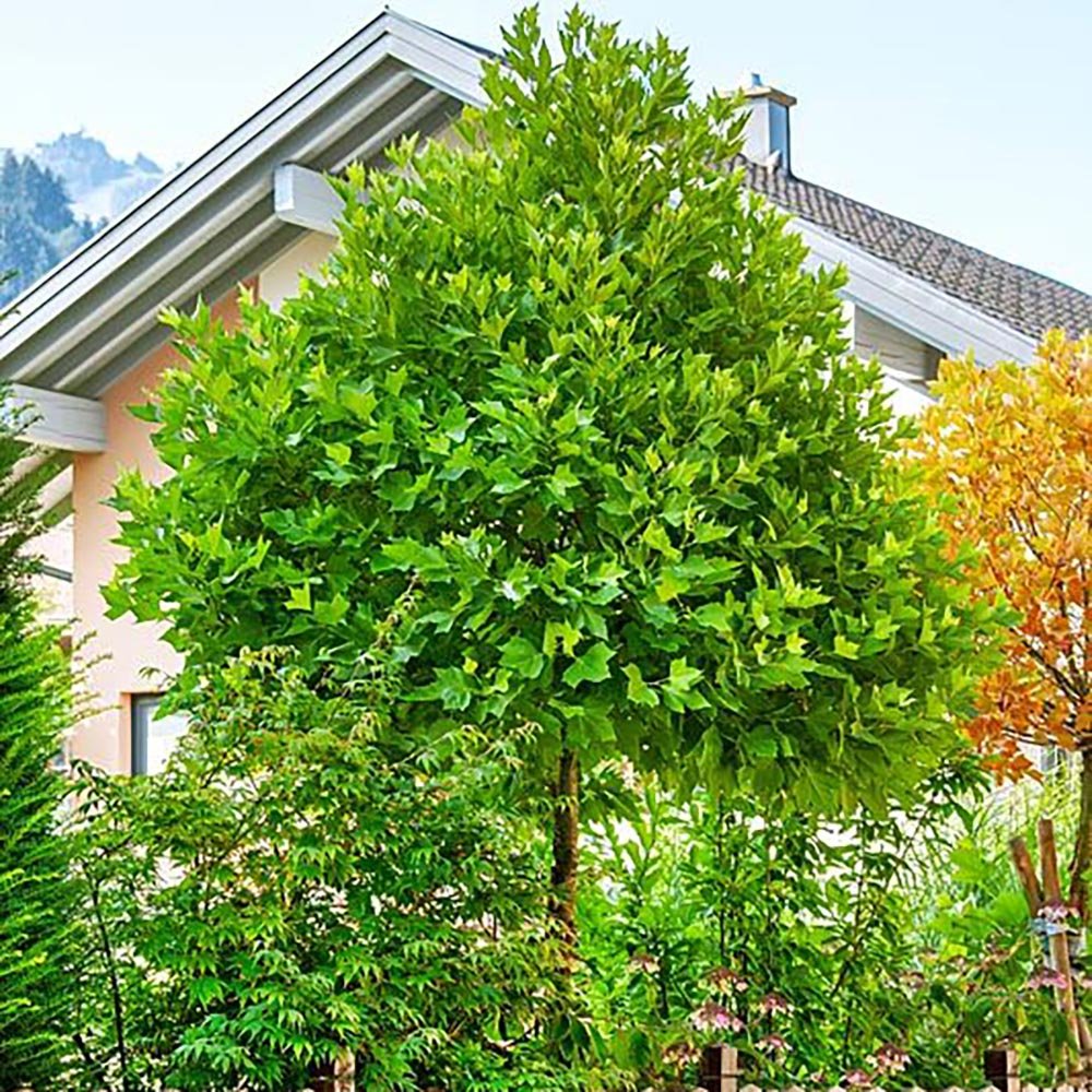 Arborele Lalea (Liriodendron Tulipifera)