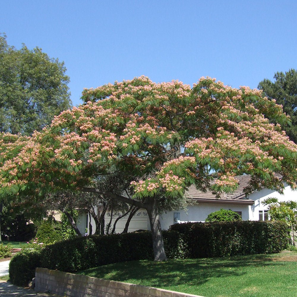Arborele de Matase Ombrella, cu flori roz