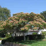 Arborele de Matase Ombrella, cu flori roz