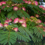 Arborele de Matase Ombrella, cu flori roz