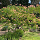Arborele de Matase Ombrella, cu flori roz