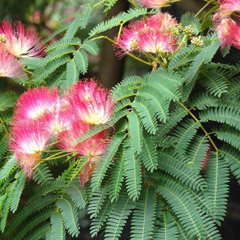 Arborele de Matase Rouge Selection, cu flori roz