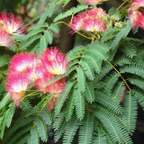 Arborele de Matase Rouge Selection, cu flori roz