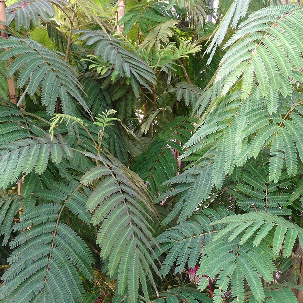 Arborele de Matase Rouge Selection, cu flori roz