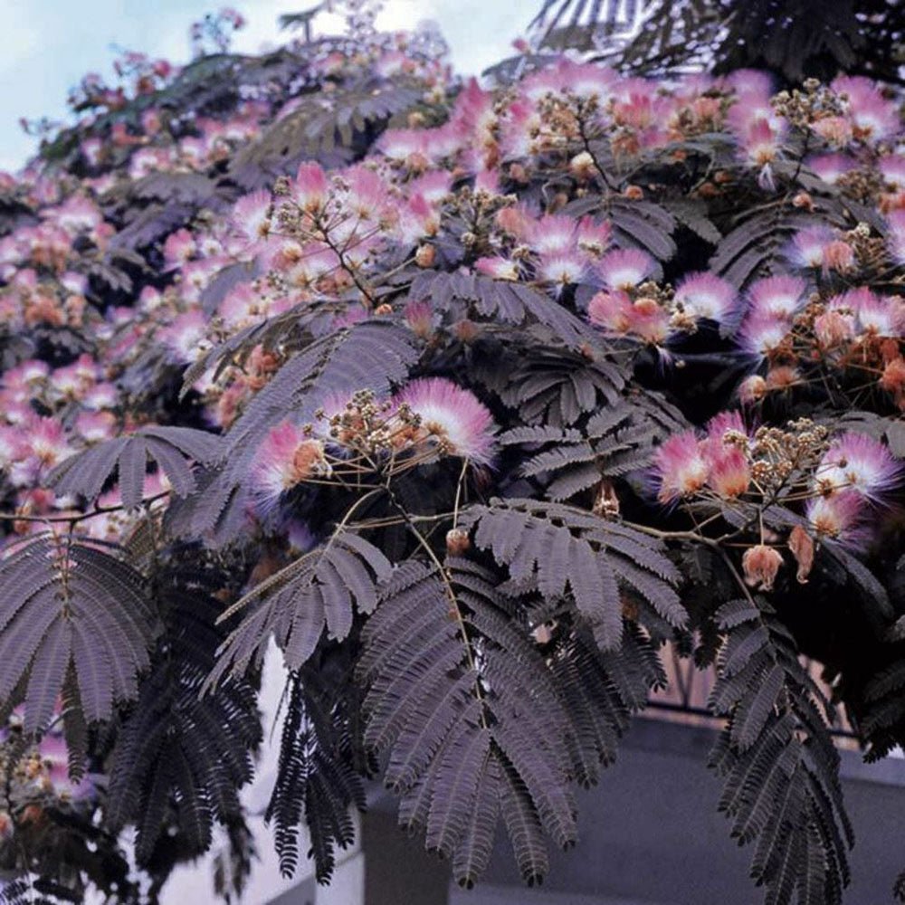 Arborele de Matase Summer Chocolate, cu flori roz