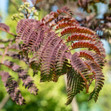 Arborele de Matase Summer Chocolate, cu flori roz
