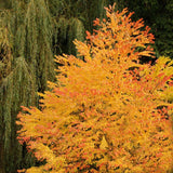 Arborele de zahar Katsura (Cercidiphyllum Japonicum) - parfum de caramel